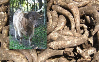 Biodynamic Advisor Course, Nov. 8 – Dec. 6