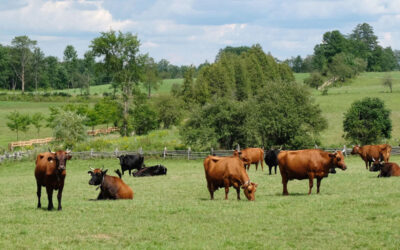 Hiring Director, Biodynamic Farming Diploma Program